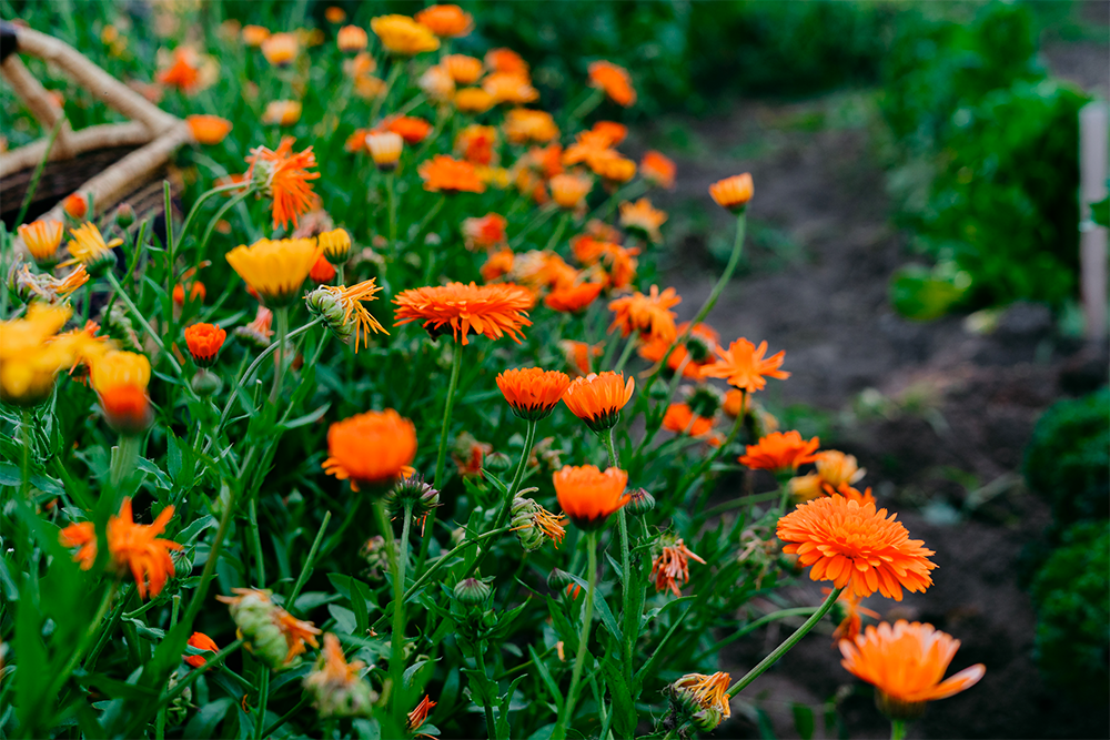 Calendula